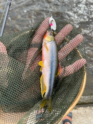 カワムツの釣果