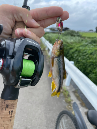 カワムツの釣果