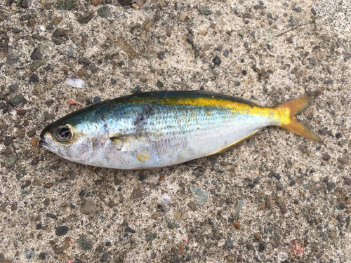 タカベの釣果