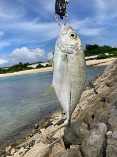 ギンガメアジの釣果