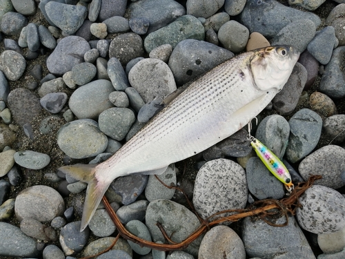 コノシロの釣果