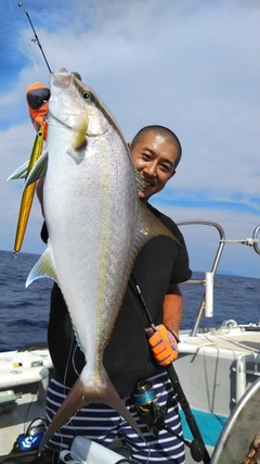 カンパチの釣果