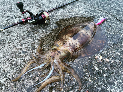 アオリイカの釣果