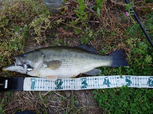 ブラックバスの釣果