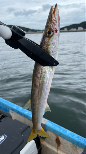 カマスの釣果