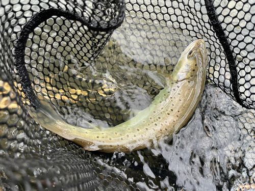 ブラウントラウトの釣果