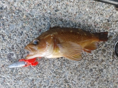 エゾメバルの釣果