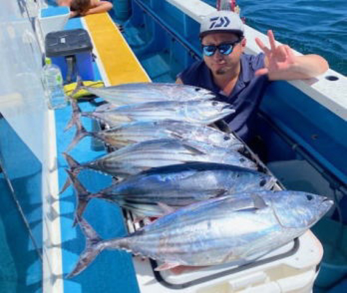 カツオの釣果