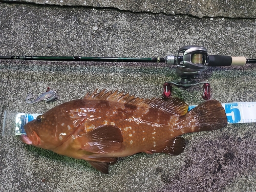 アコウの釣果