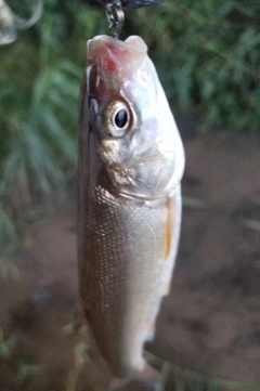 ウグイの釣果