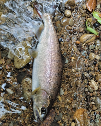 ヤマメの釣果