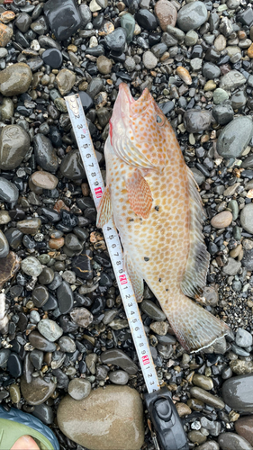 オオモンハタの釣果