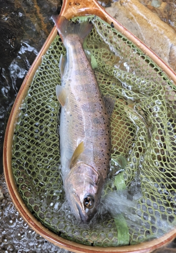 ヤマメの釣果