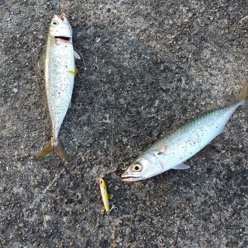 サバの釣果