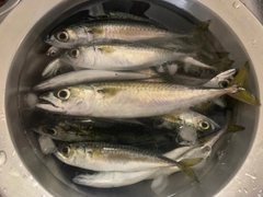 サバの釣果