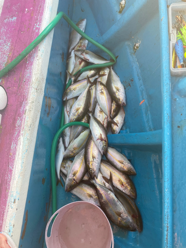 カンパチの釣果