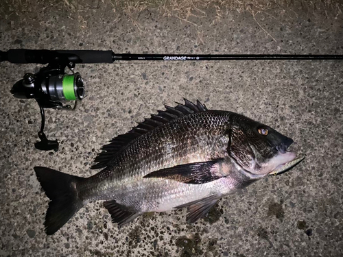 チヌの釣果