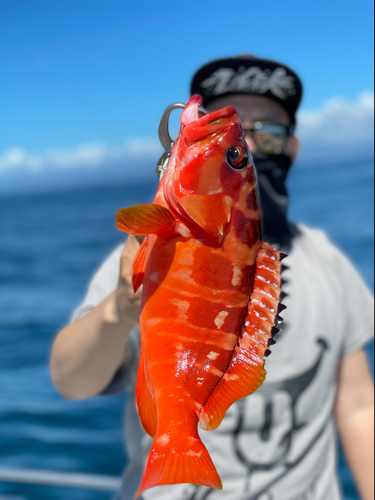 アカハタの釣果