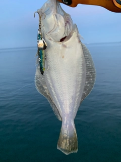 ヒラメの釣果