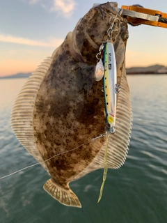 ヒラメの釣果