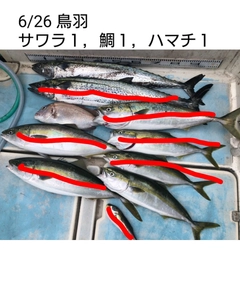 サワラの釣果