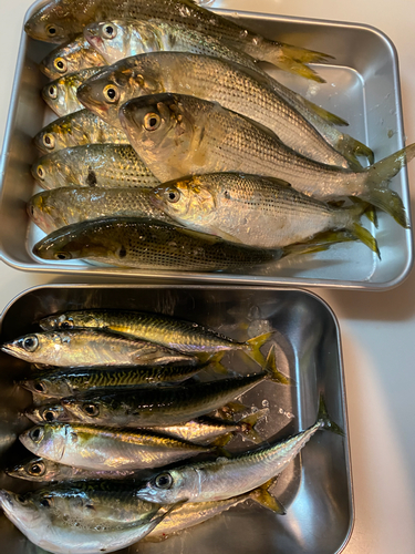 コノシロの釣果