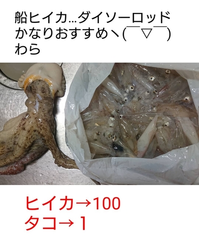 ヒイカの釣果