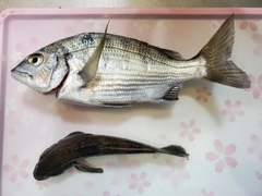 キビレの釣果