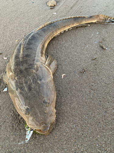 マゴチの釣果