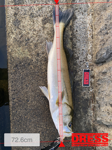 シーバスの釣果