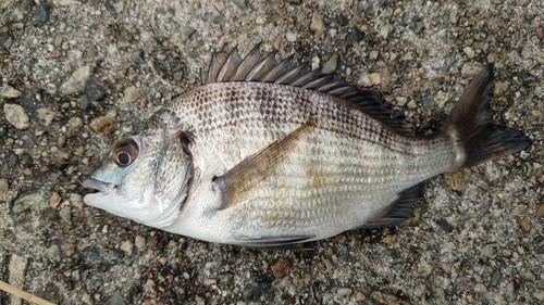 クロダイの釣果