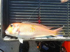 アマダイの釣果