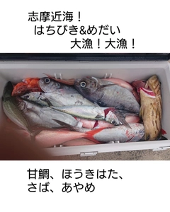 メダイの釣果