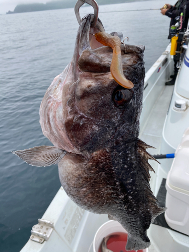 クロソイの釣果