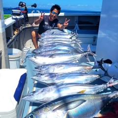 カツオの釣果