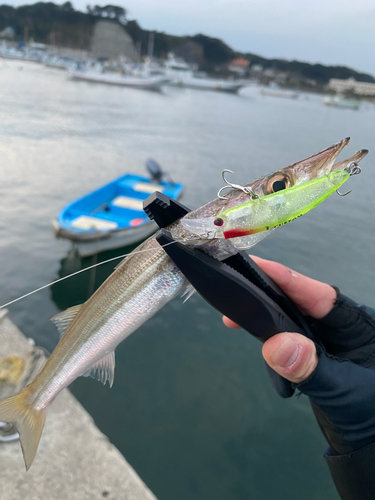 カマスの釣果