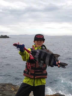 イシダイの釣果