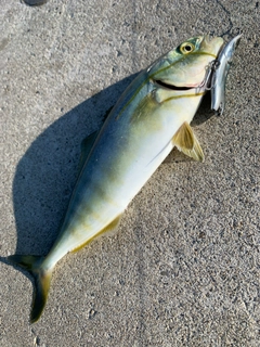 イナダの釣果