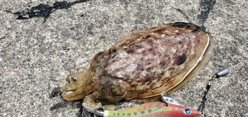 コウイカの釣果