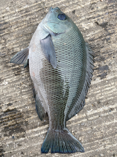 メジナの釣果