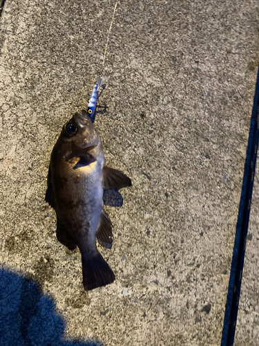 シロメバルの釣果