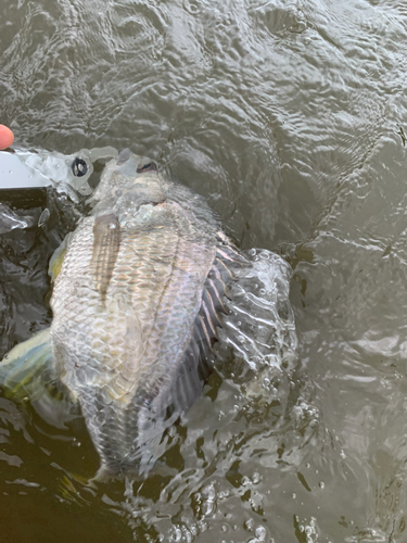 キチヌの釣果