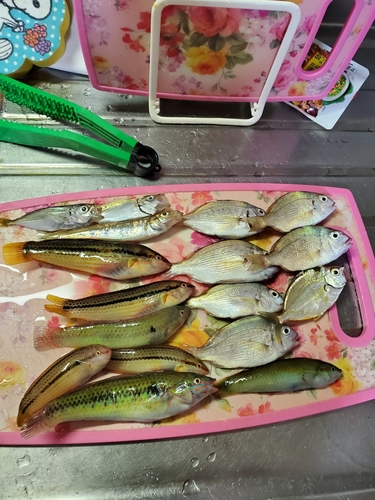 キュウセンの釣果