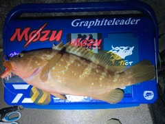 アコウの釣果