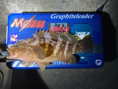 アコウの釣果