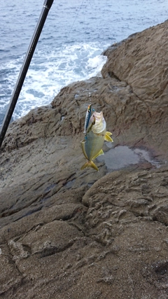 シオの釣果