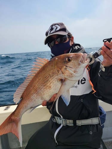 マダイの釣果