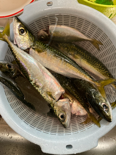 サバの釣果