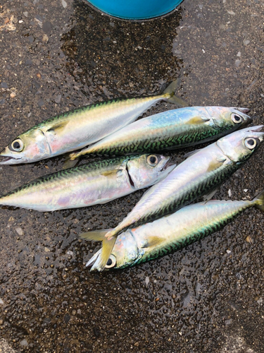 サバの釣果