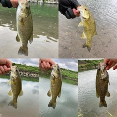 スモールマウスバスの釣果